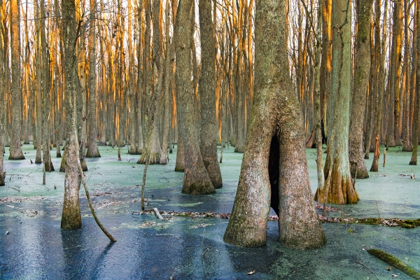 05 Setting Sun On Winter Trees In Bayo Meto - Professional 2020 Stone Bank 2 photography by Paul Caldwell