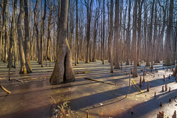 16 Morning In The Frozen Timber - Professional 2020 Stone Bank 2 photography by Paul Caldwell