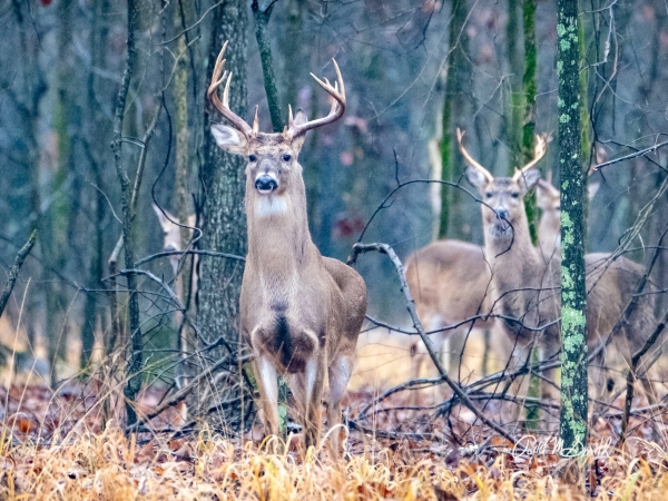 18 Buck In The Woods - Professional 2020 Stone Bank 2 photography by Paul Caldwell