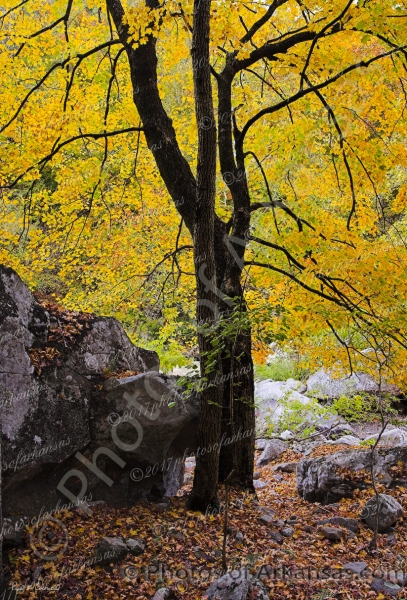 16 Lone Maple Tree In The Richland Creek Wilderness - Professional Arkansas Ozark Gallery No 2 photography by Paul Caldwell