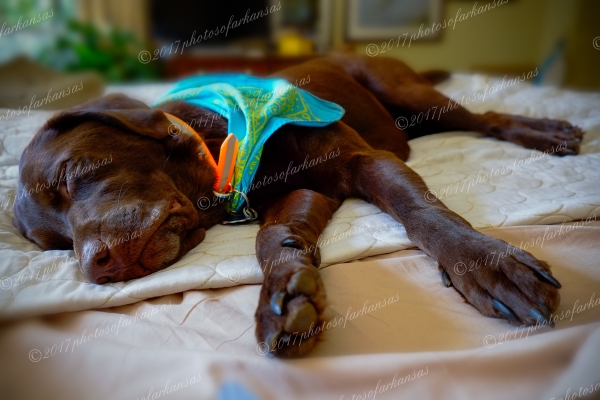 08 Bliss - Professional Featured Arkansas Photos photography by Paul Caldwell