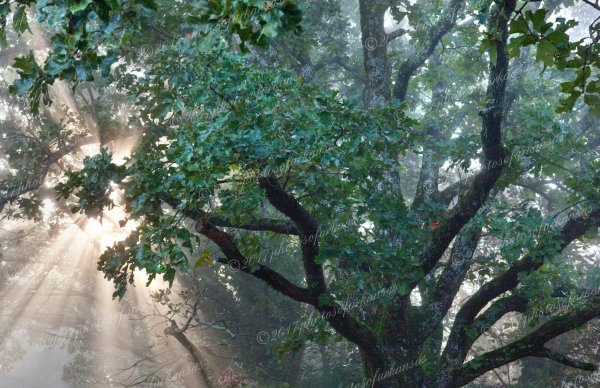01 Sunrise And Oaks On Mt Magazine - Professional Natural Abstracts Gallery No 1 photography by Paul Caldwell