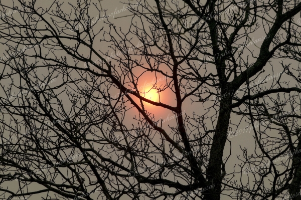 31 Smoke And Sun - Professional Natural Abstracts Gallery No 1 photography by Paul Caldwell