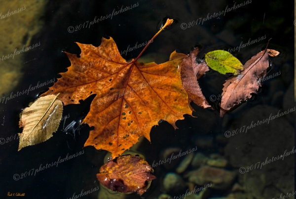 06 Floating Leaves On The Creek - Professional Natural Abstracts Gallery No 2 photography by Paul Caldwell