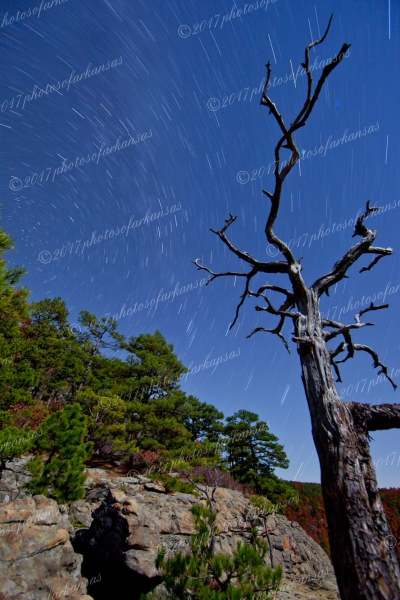 16 Lone Tree And North Star - Professional Natural Abstracts Gallery No 2 photography by Paul Caldwell
