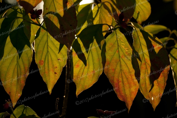 18 Sunlight On Dogwood Leaves - Professional Natural Abstracts Gallery No 2 photography by Paul Caldwell