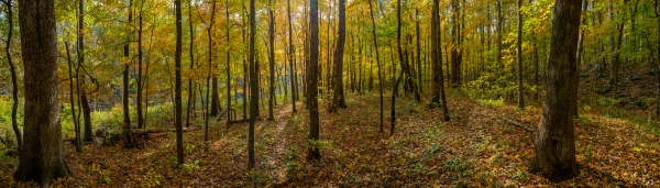 42 The Woods Of Richland Creek - Professional Panoramas Of Arkansas photography by Paul Caldwell