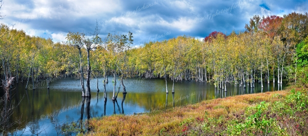 05 Fall Scene At Black Bayo Featuring Tupleo Gums - Professional Temporary Gallery photography by Paul Caldwell